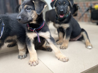 gsd-pups